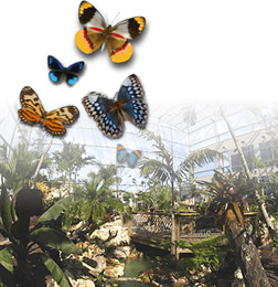 Butterfly Rainforest